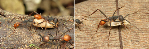 ���󥿥�����