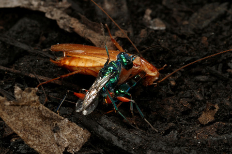 ������ɥ����֥�Х�Ampulex compressa