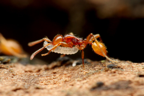 ヒメサスライアリ