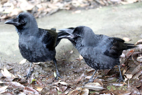 �����ϥ��֥ȥ��饹