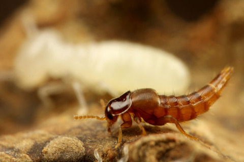 ハネカクシ 好白蟻性