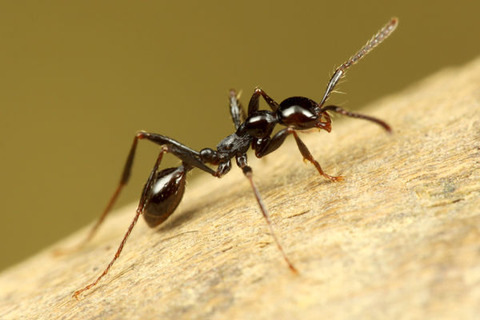 ¥Ä¥ä¥Ò¥á¥µ¥¹¥é¥¤¥¢¥ê