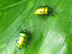 �ʥʥۥ����󥫥�ॷ