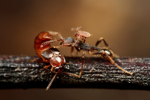 ヒメサスライアリ Aenictus aratus