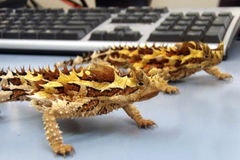 ¥â¥í¥¯¥È¥«¥²