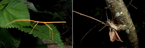 ナナフシ カミキリ