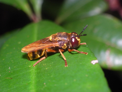 ����Υ�����