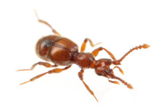 ツノアリヅカムシ