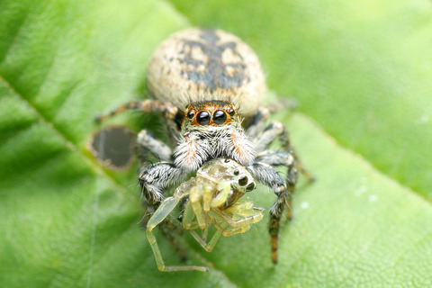 ハエトリグモを食べていたハエトリグモ