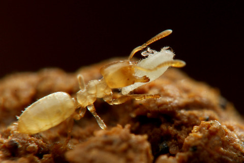 ヨツバアリ Ishigakicoccus shimadai