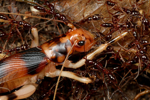 ハシリハリアリに捕食されるコロギス