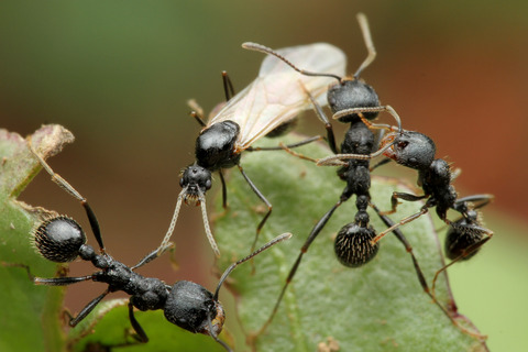 �����ʥ�����η뺧����