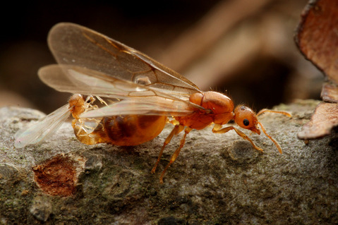 ���������ꥢ������η뺧����