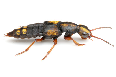 ¥¥ó¥Ü¥·¥Ï¥Í¥«¥¯¥·