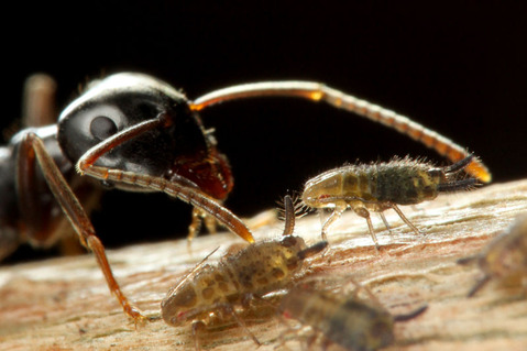 クロクサアリとアブラムシ