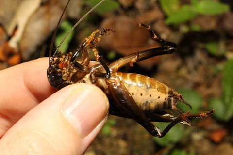 ��������