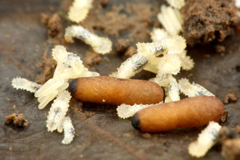 �ϥ���ϥꥢ��