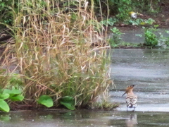 ��ĥ�����