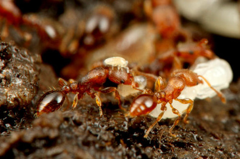 ¥¦¥á¥Þ¥Ä¥¢¥ê