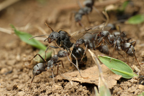 クロナガアリ Messor aciculatus