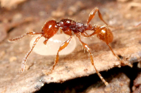 チャイロヒメサスライアリ