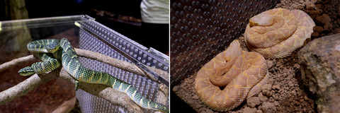 ������ϥ֡����饬��إ�