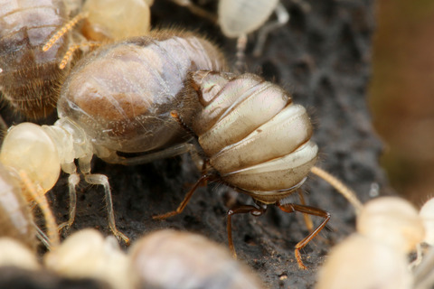 ��������ϥͥ�����