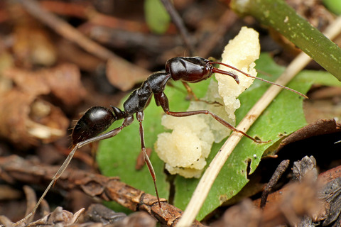 アギトアリ Odontomachus monticola
