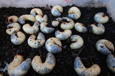 カブトムシの幼虫