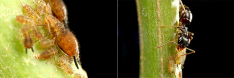 アブラムシとクロクサアリ
