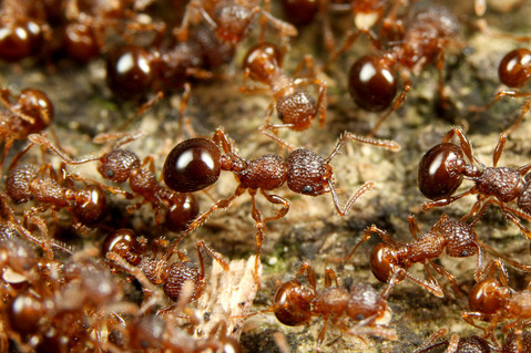 Ư���ʤ����ߥᥢ��