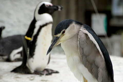 ペンギンとゴイサギ