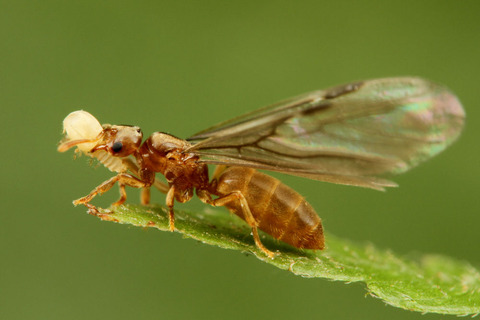 ¥ß¥Ä¥Ð¥¢¥ê