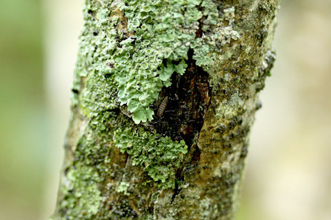 ムモンアカシジミ