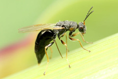 ¥Ï¥Á¡¡¥Þ¥ì¡¼¥·¥¢