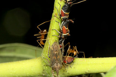 ¥µ¥ª¥Ê¥·¥Ä¥Î¥¼¥ßHybandoides sumatrensis