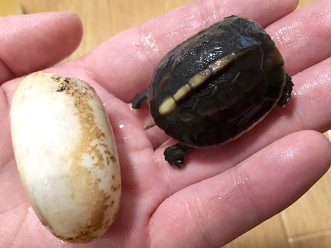 セマルハコガメ 孵化