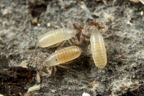 メクラカニムシのParatemnoides nidificator