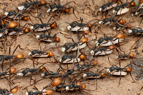 �С������륰�󥿥�����Eciton burchellii