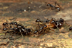 ¥Ä¥ä¥Ò¥á¥µ¥¹¥é¥¤¥¢¥ê