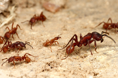 ���祦�襦����Nomamyrmex