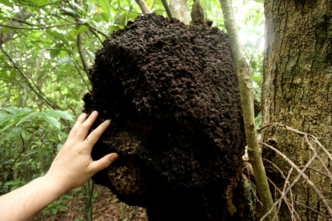 タカサゴシロアリ