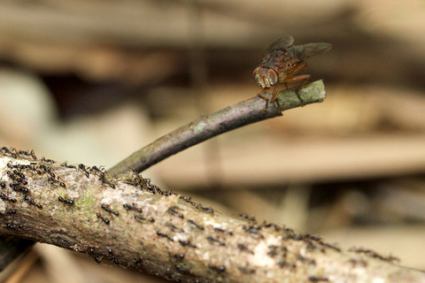 ベンガルバエ捕食