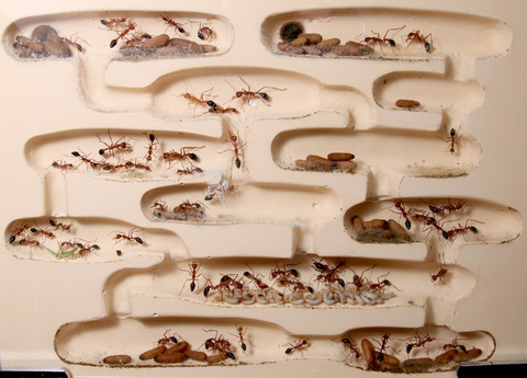 �֥�ɥå�����