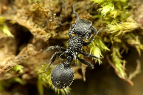 ¥«¥Ö¥È¥¢¥ê