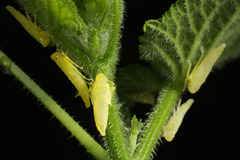 ツマグロオオヨコバイ