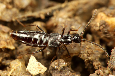 ¥Ï¥·¥ê¥Ï¥ê¥¢¥ê¤Î¥Ï¥Í¥«¥¯¥·