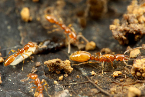 ���奺�ե�����