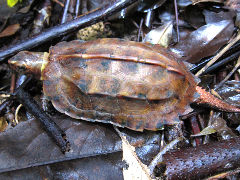 ��奦���奦��ޥ���