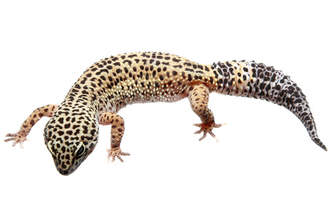 ヒョウモントカゲモドキ